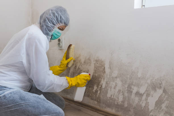 Professional Mold Removal in Columbus, GA