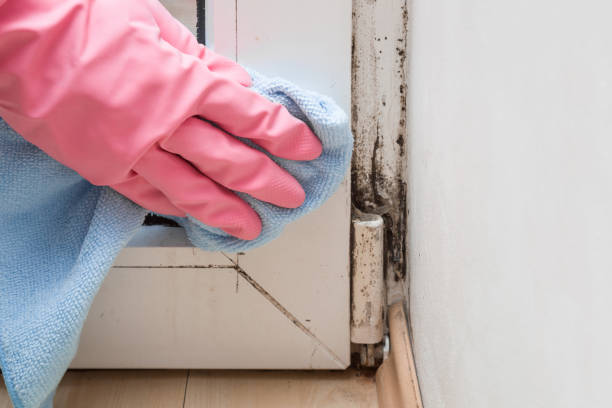 Best Certified Mold Removal  in Columbus, GA