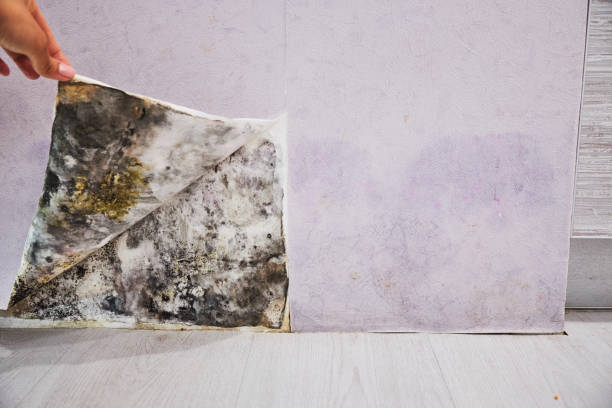 Best Mold Damage Repair  in Columbus, GA